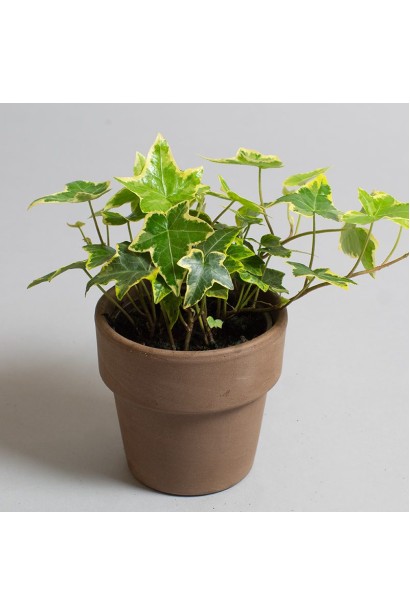 Ліана в’юнка саджанець в горщику